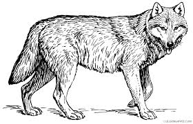 Wolf Coloring Pages Realistic Coloring4free Coloring4free Com Wolves in these pictures are friendly for the young ones, but we also have realistic looking pictures that will look wonderful colored in pastel greys and silver. wolf coloring pages realistic