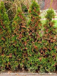 Image result for kabatina thujae