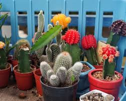 You may be given a cactus, but you don't have to sit on it. 30 Cactus Captions For Instagram Captionsgram