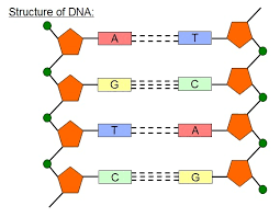 Why does dna need to replicate? Dna Structure Diagram Quizlet