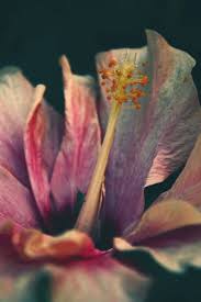 Pin De Sacy Sacy En Arte Diseno Y Fotografia Fotos De Flores Flores Exoticas Y Flores