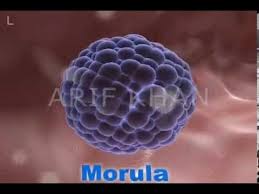 When an abnormality occurs at this stage, it affects every cell of the developing zygote. Development Of Zygote Youtube