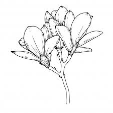 Flores De Magnolia Flor De Magnolia Vetores Magnolia See more of poesia vetorizada on facebook. flor de magnolia vetores