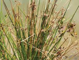 Image result for Juncus