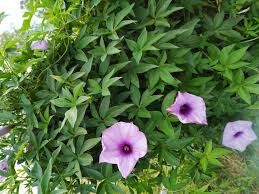 Image result for Ipomoea coptica
