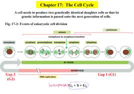 12 3 dna replication worksheet answers match problems. Events Of The Cell Cycle Quizlet