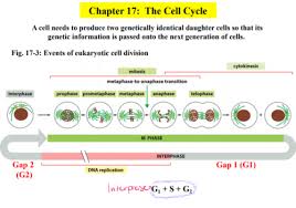 30 dna and rna worksheet | education template. Events Of The Cell Cycle Quizlet