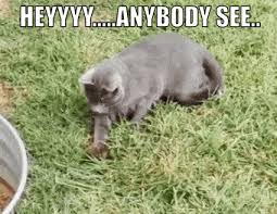 Try Not To Laugh Challenge Funny Cats And Dogs Https Encrypted Tbn0 Gstatic Com Images Q Tbn 3aand9gcrcmygx6bql7cj7ifmpimjjlmmhzmjefdae8g Usqp Cau