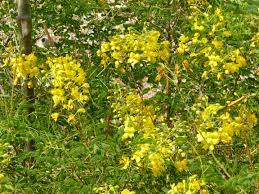Woody, shrubby, spreading plant with rough, green, aromatic leaves and small, thorny prickles on stems. Yellow Flowers Of The Real Mexican Bird Of Paradise Tjs Garden