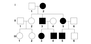 Pedigree practice problems set 1 1.which members of the family above are affected with huntington's disease? Pedigree Analysis Practice Proprofs Quiz