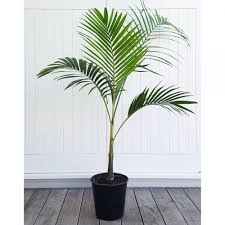 You can also buy cactus and palm soil mix specifically made for growing palm plants, otherwise, they will grow just fine in a general purpose commercial potting soil. Bangalow Palm Tall And Tropical Indoor Plant Plantandpot Nz
