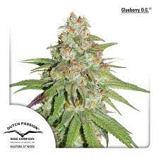 Glueberry Og Dutch Passion Feminized Zamnesia