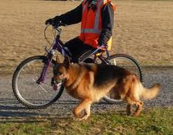 work sports and activities german shepherd guide