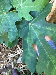 Fig mosaic virus is a disease on figs that appears as light yellow spots on both the leaves and fruit (picture at right). Infertile Fig Frustration In The Green Room Bunbury Mail Bunbury Wa