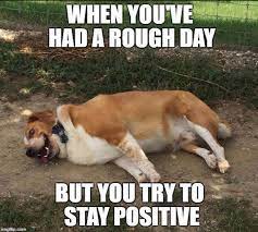 Funny Dog Memes That Will Make You Laugh 8 Dogmemes Dogsfunnyquotes Funny Dog Memes Funny Animal Pictures Dog Memes