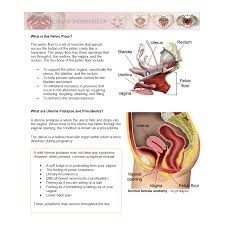 To support the abdominal and pelvic viscera Pelvic Floor Disorders Anatomy Primal Pictures