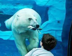 The Adopt A School Program Provides Educational Materials And Supplies For The Schools In Rural Amazonia Through Donations From Detroit Zoo Polar Bear Animals