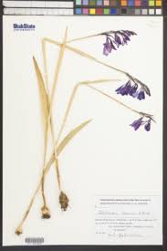 Image result for Gladiolus unguiculatus