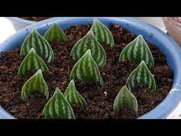 Chlorine and fluoride (which aint nobody's plants got time for) have. I Tried To Propagate Peperomia Argyreia Or Watermelon Peperomia In Soil And Water From Leaf Cuttings Propagating Peperomia Peperomia Plant Watermelon Peperomia
