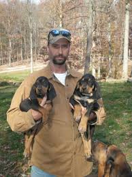 Black And Tan Coonhound Bloodhound Mix Majestic Tree Hound Bloodhound Coonhound Mix Info And Pictures Coonhound Hound Puppies Coonhound Puppy