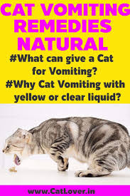 Cat Vomiting Remedies Natural Vomiting In Cats When To Worry And How To Home Remedies For Cat Vomiting What To In 2020 Vomiting Remedies Cat Remedies Cat Throwing Up