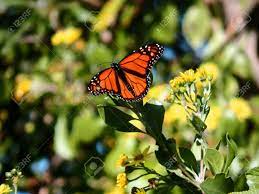 Maybe you would like to learn more about one of these? Pretty Monarch Butterfly Landing On A Flower In Spring Light Stock Photo Picture And Royalty Free Image Image 104009450