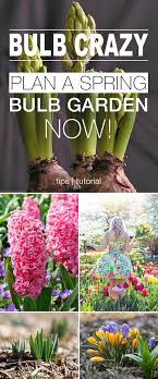 There is no sense in putting them around a back corner where you only go in the summer. Bulb Crazy Plan A Spring Bulb Garden Now The Garden Glove