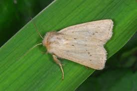 Image result for Photedes extrema