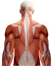 Lähmungen des musculus trapezius führen zu einem tiefstand der schulter auf der betroffenen seite. Uberblick Entwicklung Des Yoga Pdf Kostenfreier Download