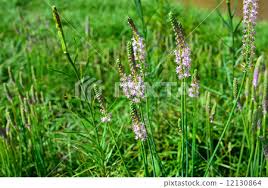 Image result for Hyacinthaceae