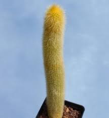 Imagine dealing with the plant's needles. How Should I Prune A Cleistocactus That Got Too Tall Gardening Landscaping Stack Exchange