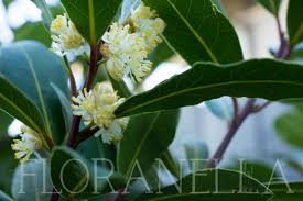 Image result for bay leaf bush foto