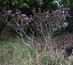 Image result for Dissotis trothae