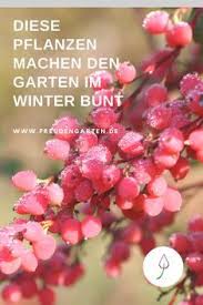 Ab mitte mai, nach den eisheiligen ist mit keinen frösten mehr zu rechnen, sodass kübelpflanzen ohne bedenken rausgestellt werden können. Pflanzen Die Im Winter Farbe In Den Garten Bringen Pflanzen Wintergemuse Anbauen Straucher