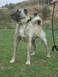 14cb27e137189904bcef345ae645413d Jpg 720 960 Kangal Dog Dogs Livestock Guardian Dog