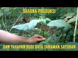 Check spelling or type a new query. Prakarya Kelas 7 Sarana Produksi Dan Tahapan Budi Daya Tanaman Sayuran Youtube