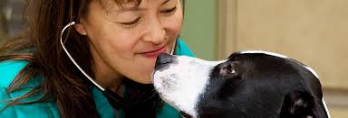 A variety of blood tests can help detect and diagnose liver disease. Is There A Blood Test For Cancer In Dogs And Cats Dr Justine Lee Board Certified Veterinary Specialist Dr Justine Lee