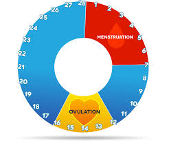 menstrual cycle explained loma linda university fertility