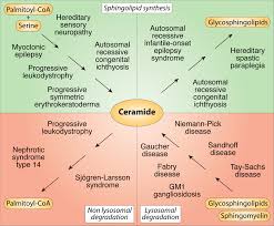 About Our Research Genetics Of Development And Disease