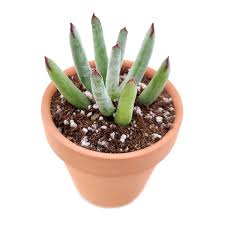 Plant database entry for cotyledon orbiculata var. Cotyledon Orbiculata Pig S Ear For Sale Succulent Care Succulents Box