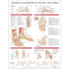 Anatomy And Injuries Of The Foot And Ankle