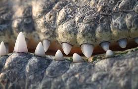 So, the average lifespan of all crocodiles is between 30 and 40 years. The Extraordinary Lives Of Crocs Nova Pbs