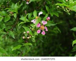 Image result for Malpighia