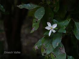 Image result for Gardenia resinifera