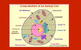 Check spelling or type a new query. Animal Cell By Gabby Noga On Prezi Next