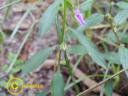 Image result for Afrohybanthus