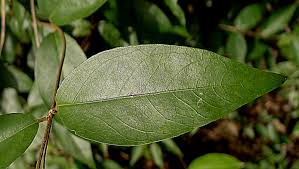 Image result for Janusia