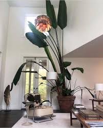 Zz Botanical And Home On Instagram Who Loves Big Indoor Plants Hours This Week Thursday To Saturday 10 4pm Big Indoor Plants Indoor Plants Plants