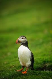 Puffin Probably My Favourite Bird Saw Them In Shetland Puffins Bird Pet Birds Puffin