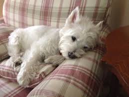 sweet westie westies cute dogs westie puppies